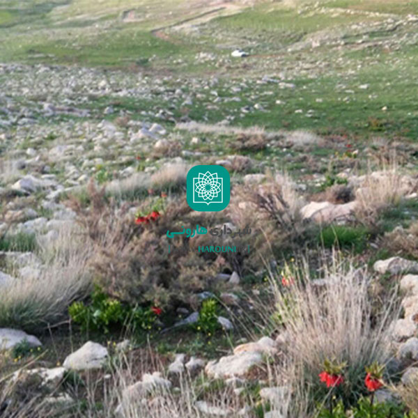 شهرداری هارونی